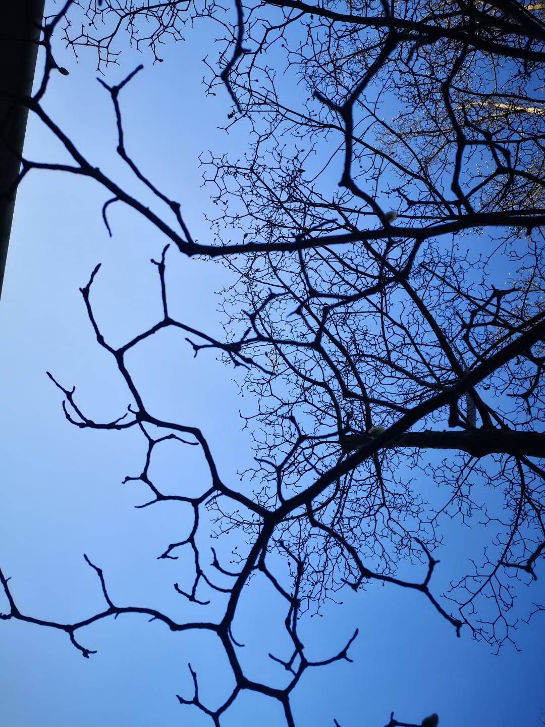 Geometric Sky